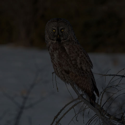 Great Grey Owl