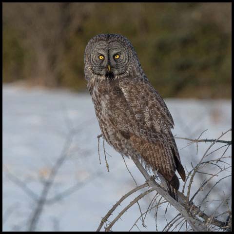 Great Grey Owl