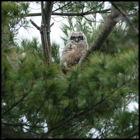 Great Horned Owl