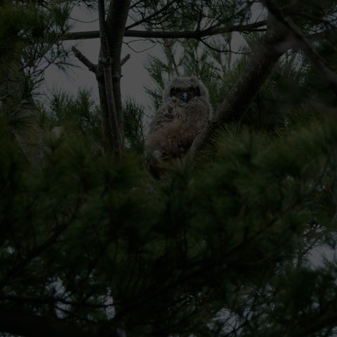 Great Horned Owl