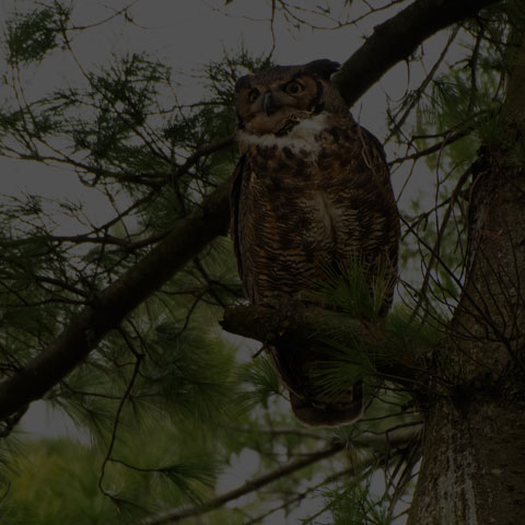 Great Horned Owl