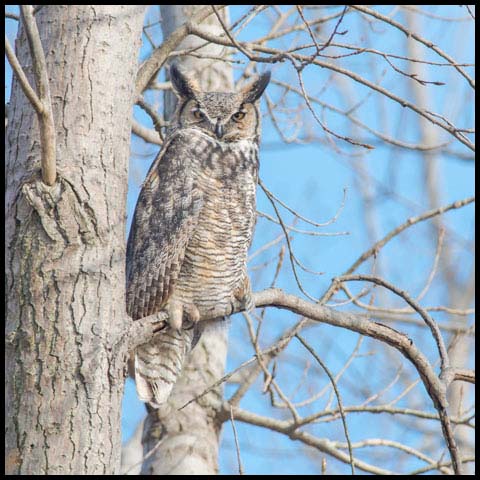 Great Horned Owl