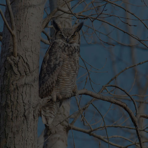 Great Horned Owl