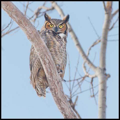 Great Horned Owl