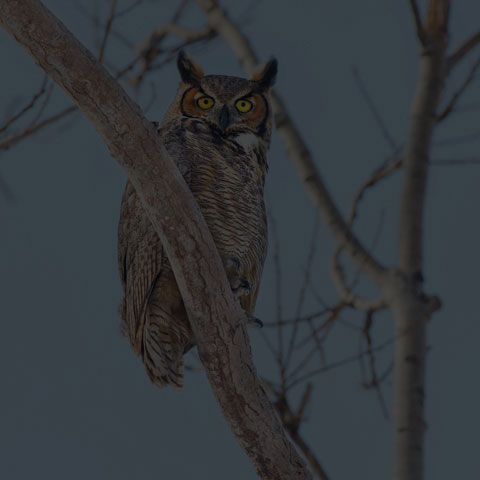 Great Horned Owl