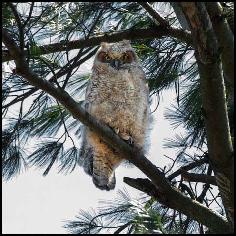 Great Horned Owl