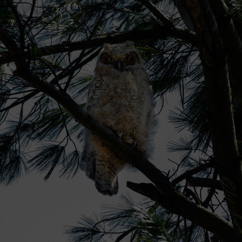 Great Horned Owl