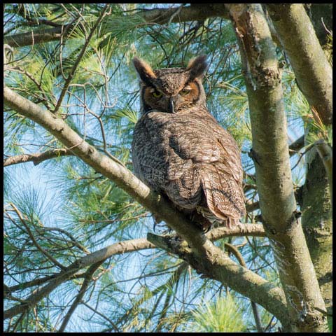 Great Horned Owl