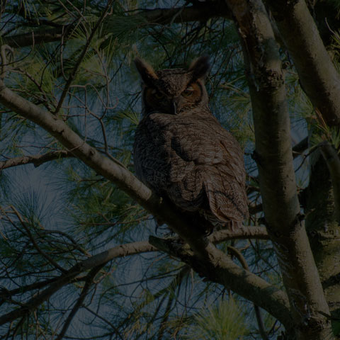 Great Horned Owl