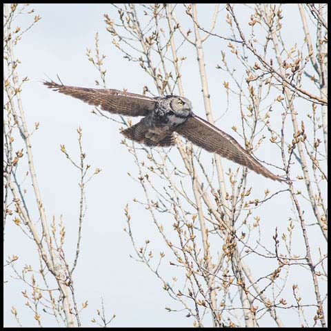 Great Horned Owl