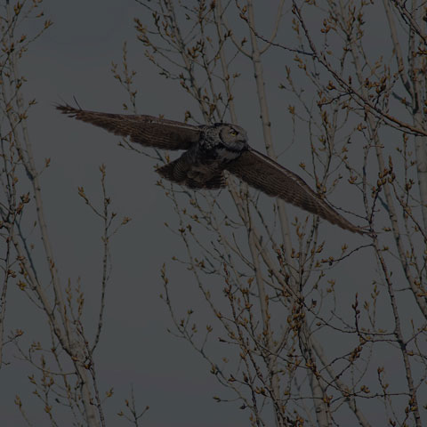 Great Horned Owl