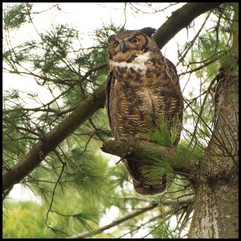 Great Horned Owl