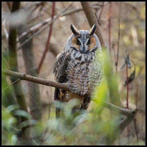 Long-eared Owl
