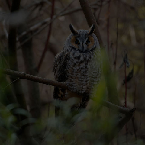 Long-eared Owl