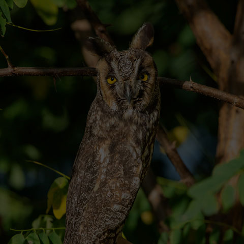 Long-eared Owl