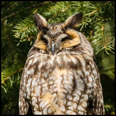 Long-eared Owl
