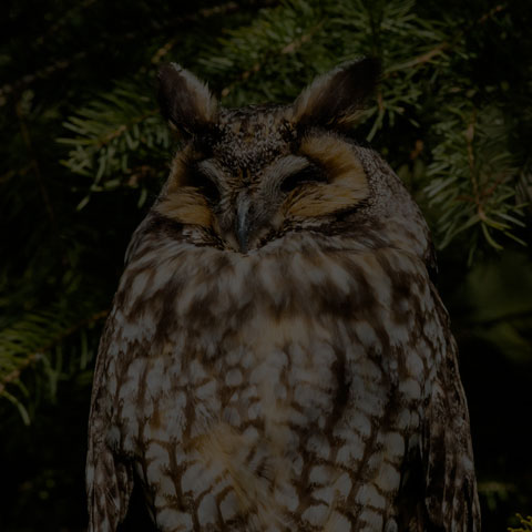 Long-eared Owl