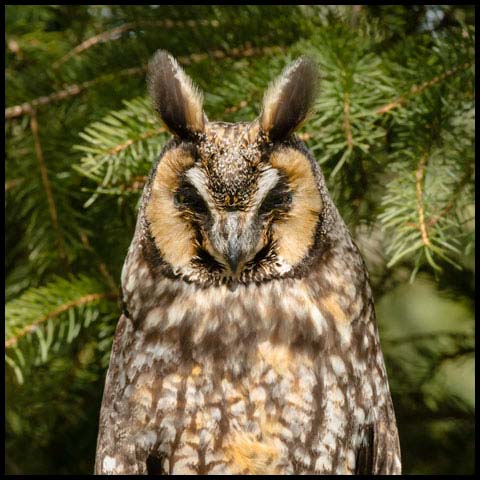 Long-eared Owl
