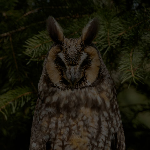 Long-eared Owl