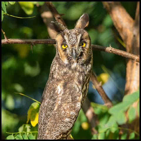 Long-eared Owl