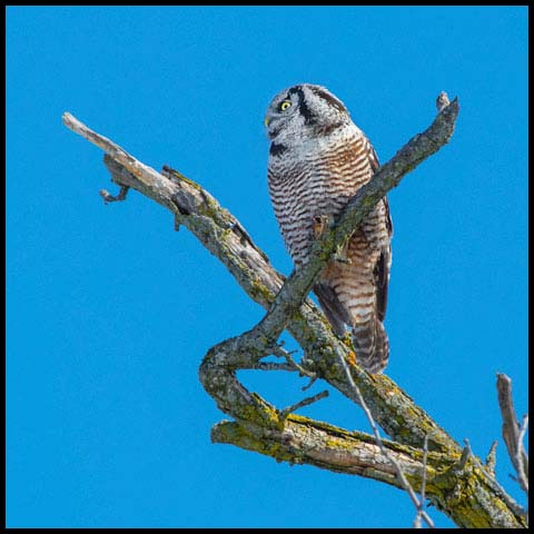 Northern Hawk Owl