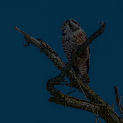 Northern Hawk Owl