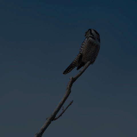Northern Hawk Owl