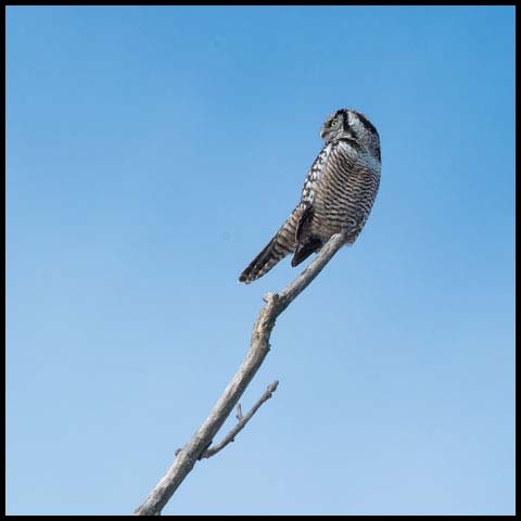 Northern Hawk Owl