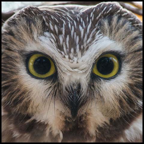 Northern Saw-whet Owl