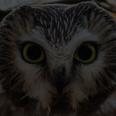 Northern Saw-whet Owl