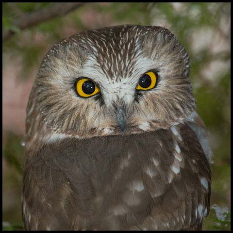 Northern Saw-whet Owl