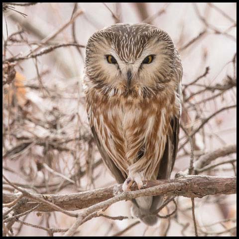 Northern Saw-whet Owl