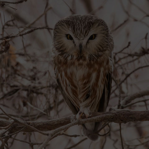 Northern Saw-whet Owl