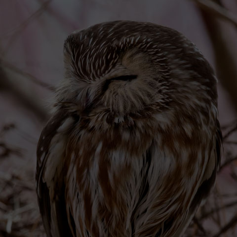 Northern Saw-whet Owl