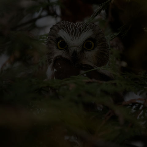 Northern Saw-whet Owl