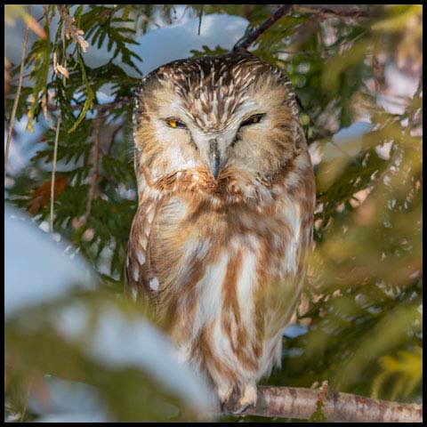 Northern Saw-whet Owl