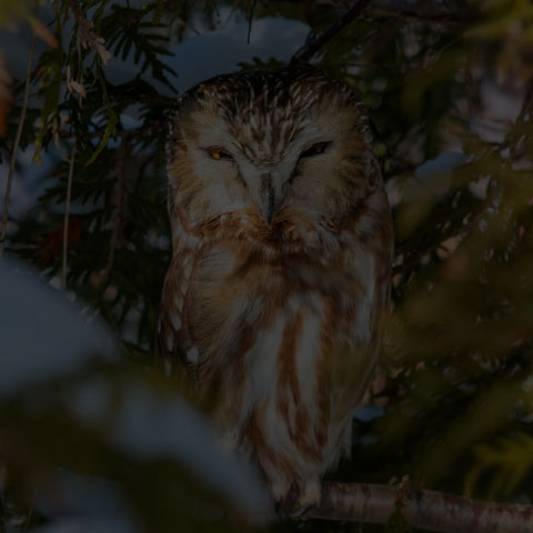 Northern Saw-whet Owl