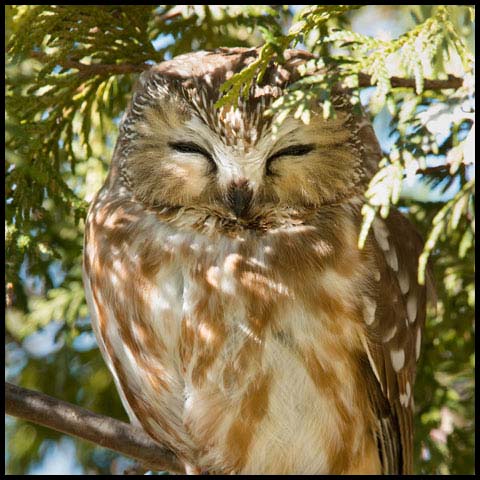 Northern Saw-whet Owl
