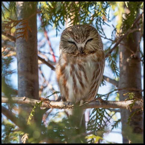 Northern Saw-whet Owl