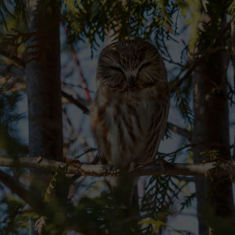 Northern Saw-whet Owl