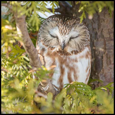 Northern Saw-whet Owl