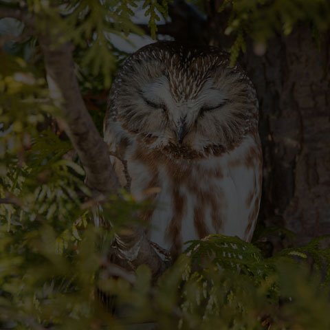 Northern Saw-whet Owl