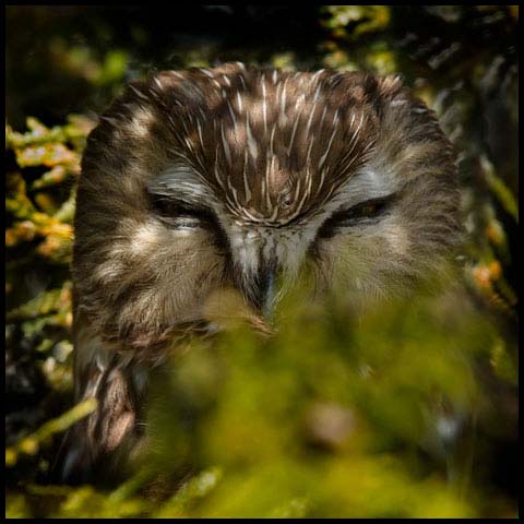 Northern Saw-whet Owl