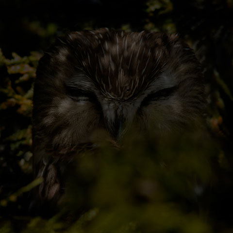 Northern Saw-whet Owl