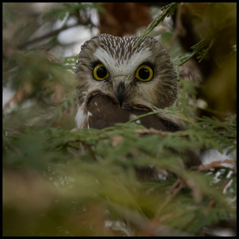 Northern Saw-whet Owl