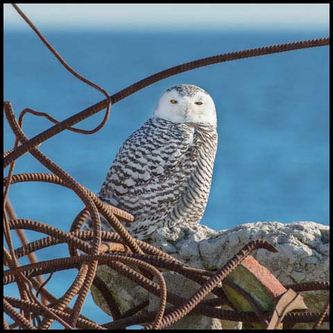 Snowy Owl