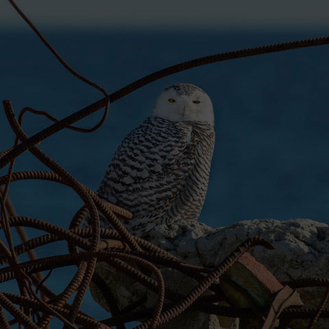 Snowy Owl
