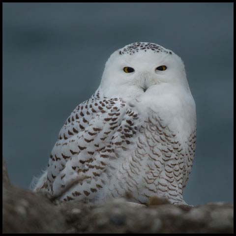 Snowy Owl