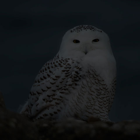 Snowy Owl