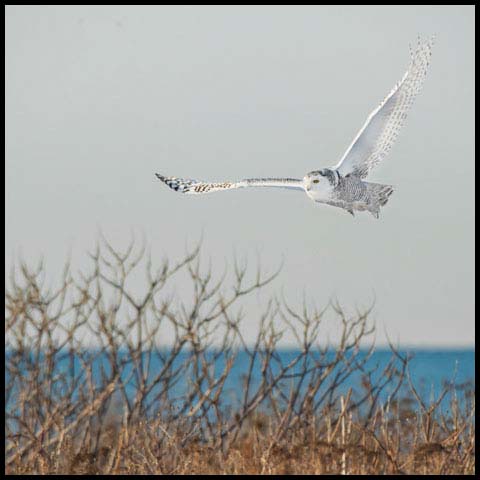 Snowy Owl
